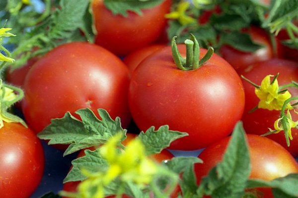  Tomaten sind nützlich für hypertensive Männer, Männer über 40 Jahre