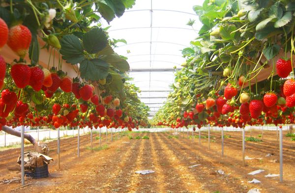  Cultiver des fraises en culture hydroponique