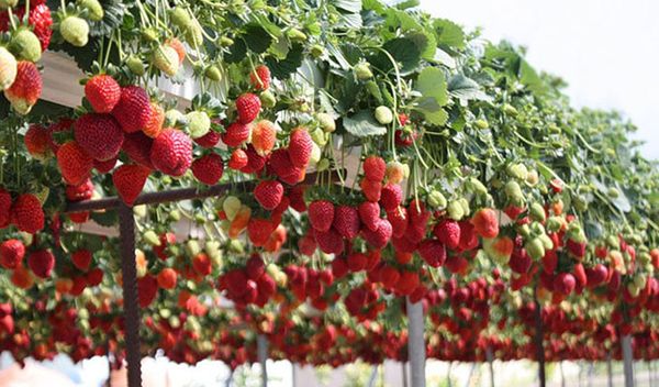  Im hydroponischen Anbau gibt es keine Unkräuter und das Fruchtvolumen ist sehr groß.