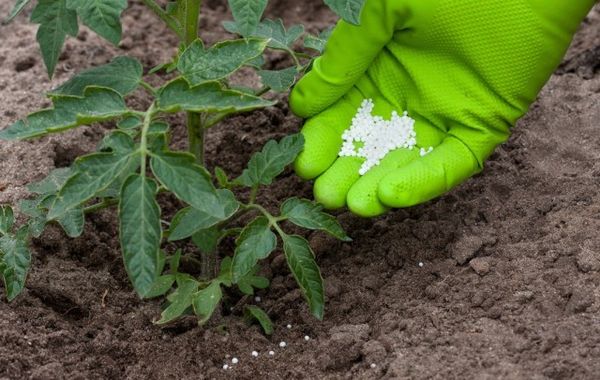  Top-Dressing von Sämlingen aus Tomaten-Superphosphat