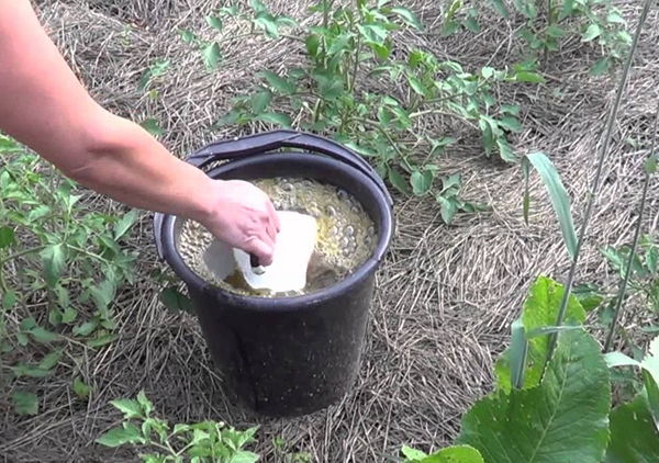  Top-dressing de tomates dans le sol avec de l'engrais superphosphate