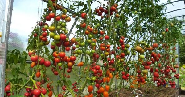  Les tomates hautes sont suspendues à des crochets