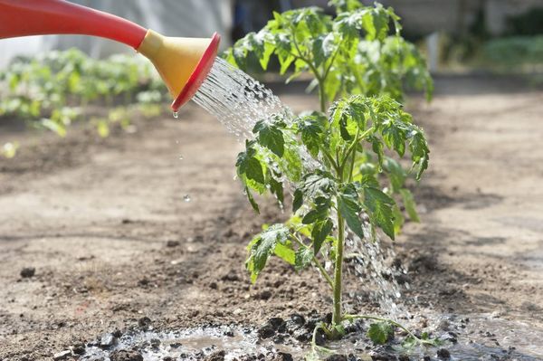  Après avoir renforcé les racines, jusqu'à 2 litres d'eau sont versés sous chaque buisson.