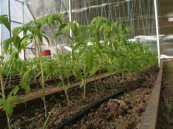  Lors de la plantation dans une tige, la distance entre les arbustes peut être réduite à 25 cm