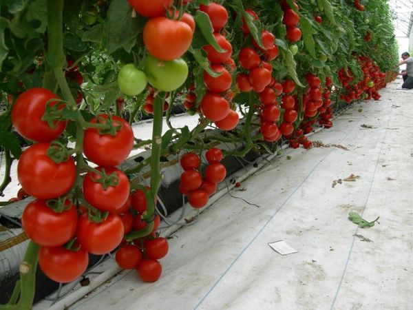  Wachsende Tomaten im Gewächshaus