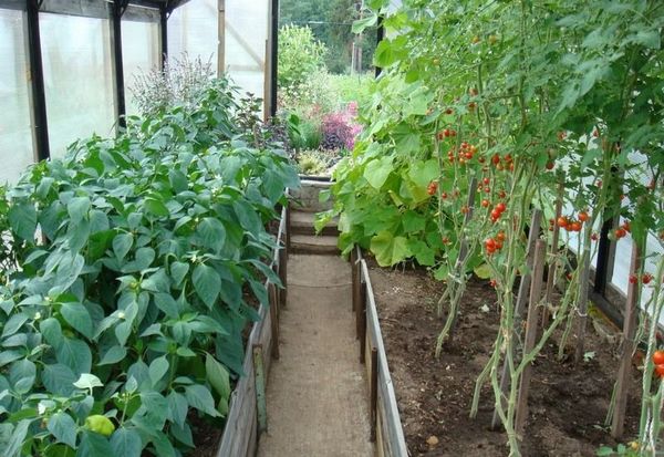  Tomaten können in einem einzigen Gewächshaus mit Pfeffer angebaut werden.