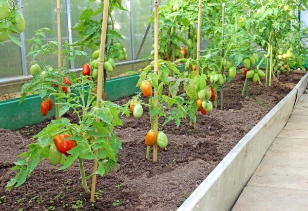  Wenn Sie Tomaten mit anderem Gemüse anpflanzen, müssen Sie im Gewächshaus eine Trennwand installieren