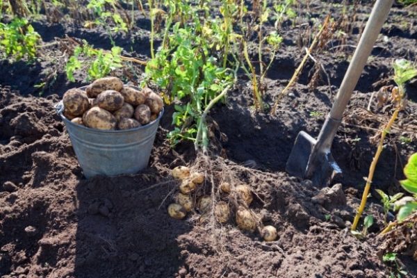  Um nicht nur eine, sondern zwei Kartoffelernten zu erhalten, müssen Sie die erste Ernte, die frühe Ernte bei bewölktem Wetter, einsammeln, Knollen pflücken und dann zum zweiten Mal einen Kartoffelstrauch pflanzen, der ein Loch reichlich mit Wasser übergießt