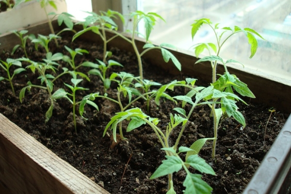  Pour planter des plants pour la culture de tomates peut être dans un sol ouvert et fermé