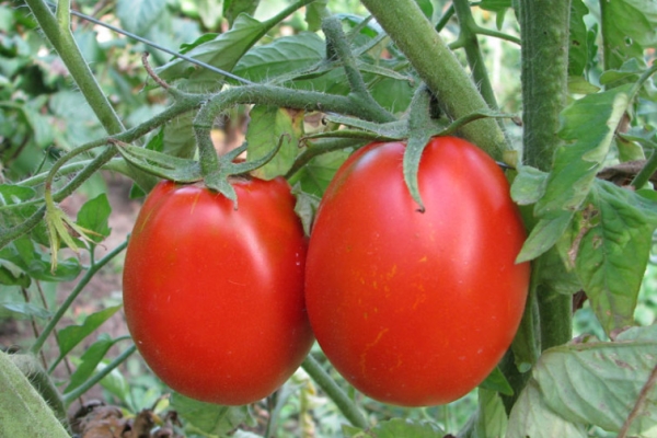  Aus botanischer Sicht ist die Frucht der Pflanze eine Beere und weist alle ihre Zeichen auf