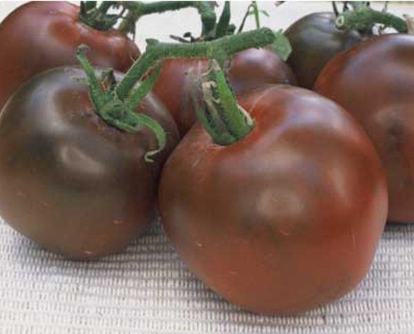  Tomatensorte Black Prince