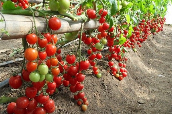  La patrie des tomates est l'Amérique du Sud, ils sont devenus une culture bien connue seulement au XIXe siècle.