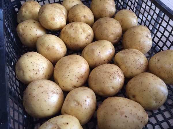  Conservez les pommes de terre Colombo dans une cave sèche bien ventilée et à une température de +2 .. + 4 ° С