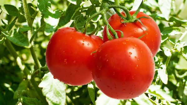  Tomaten wachsen