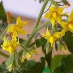  Fleurs de tomate