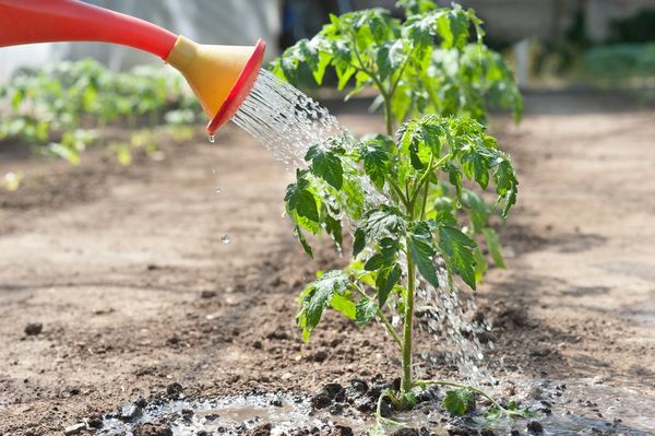  Tomaten benötigen reichlich seltenes Gießen.