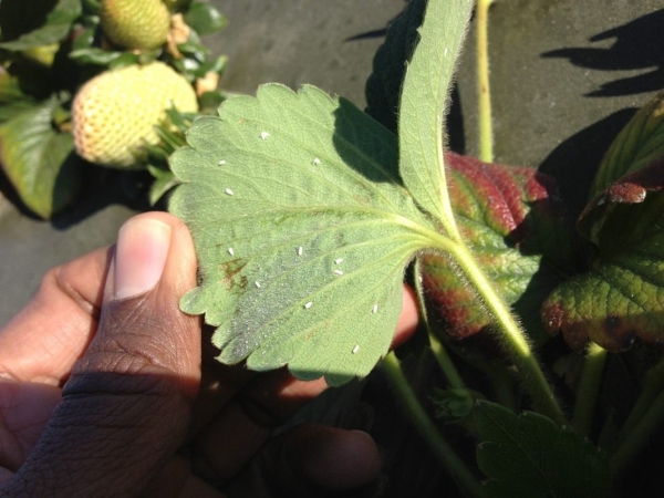  Fraise blanche sur des feuilles de fraise