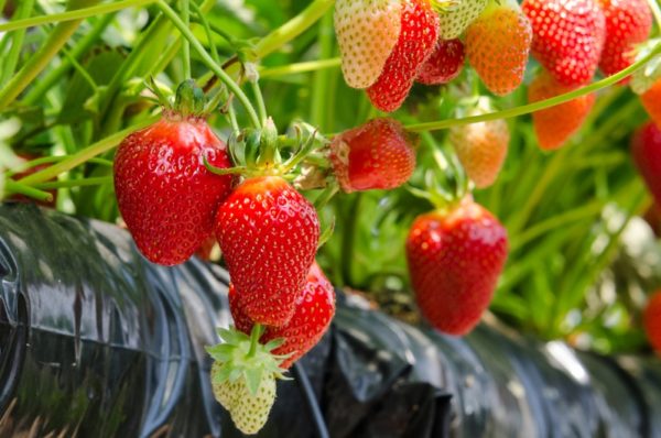  Erdbeeren in Plastiktüten