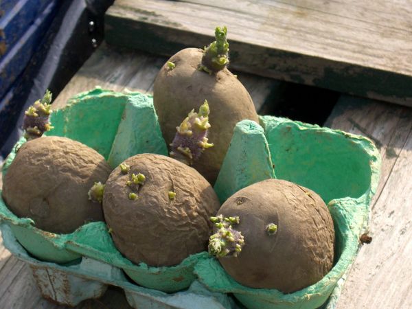  pommes de terre germées