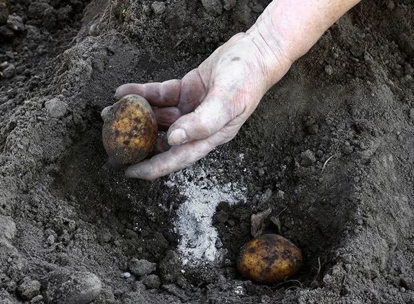  Dünger für Kartoffeln