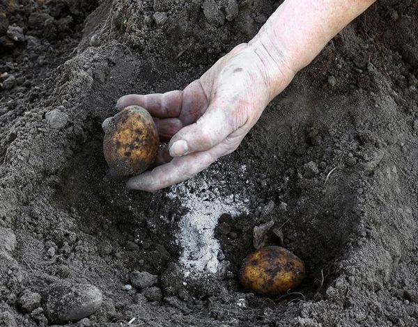  engrais pour pommes de terre