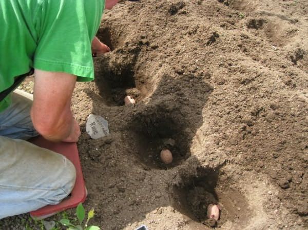  Beim Pflanzen werden die Wells in einem Abstand von 35 bis 40 cm hergestellt.