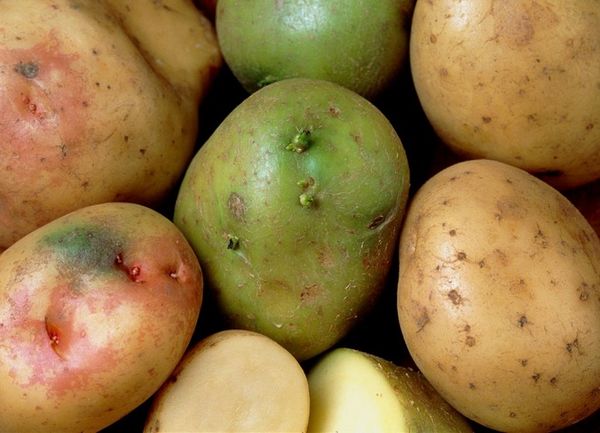  Toujours éliminer les tubercules verts