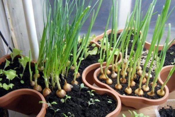  Cultiver des oignons dans des pots de fleurs