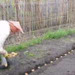  pommes de terre en poudre