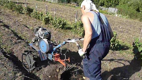  Zhukovsky-Sorte kann mit einem automatischen Werkzeug ausgegraben werden