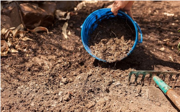  En préparant les lits pour la plantation de poivre dans le sol, ajoutez du fumier, détachez