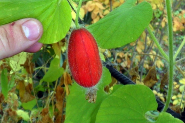  Concombres rouges: description et caractéristiques de la variété, conseils de plantation et d’entretien