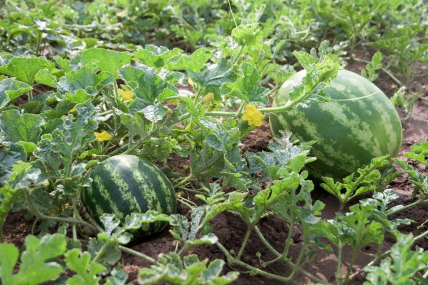  Ob und wie man die Wassermelonen kneift: das Schema und die Regeln