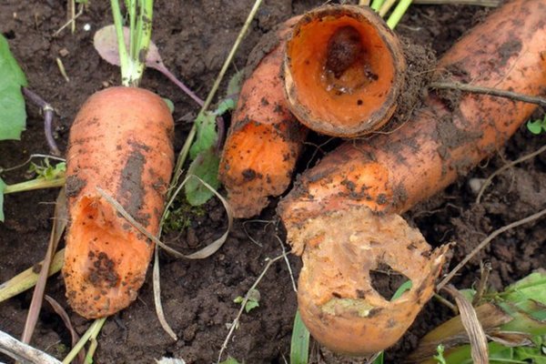  Carottes endommagées par les ravageurs