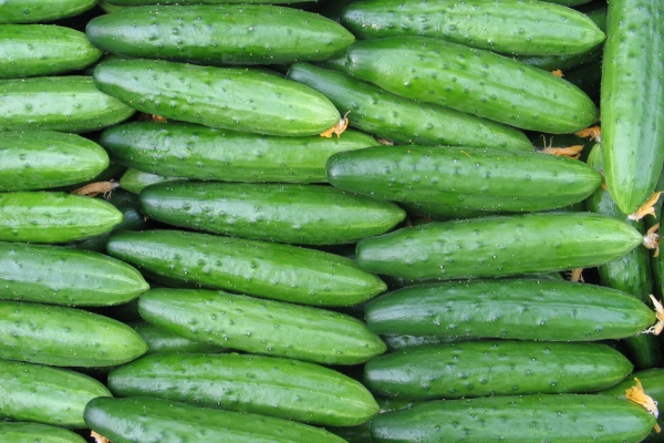  Ist Gurke eine Beere, Obst oder Gemüse? Verwendung und Schaden, Anwendung