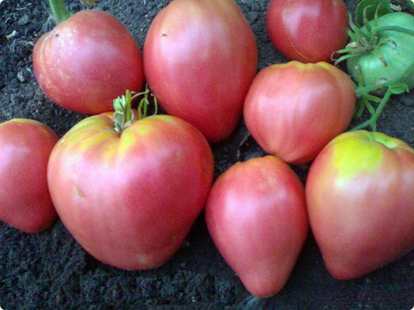  Tomaten-Grandee