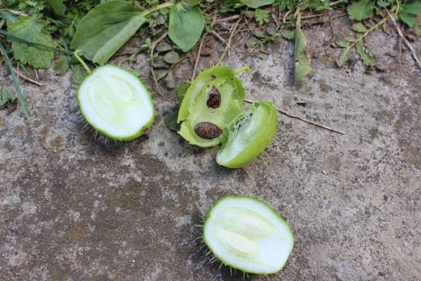  Le fruit mûrit, explose et disperse les graines autour de lui