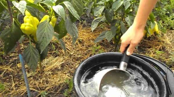  Paprika ist immer dankbar für Dünger, egal ob organische oder mineralische Ergänzungen