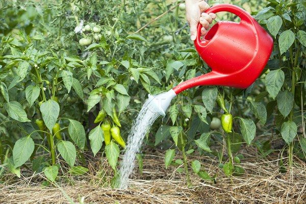  Pfeffer liebt Feuchtigkeit und braucht regelmäßiges Wasser