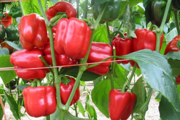  Pepper Californian Miracle: description et caractéristiques de la variété, plantation et entretien