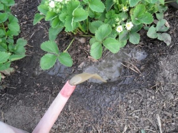  Top-Dressing-Erdbeeren während der Blüte