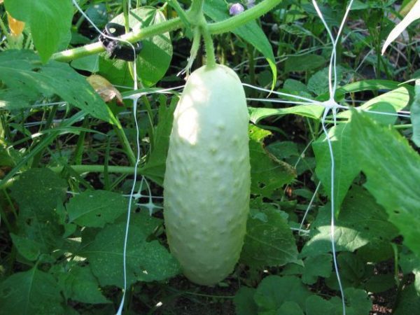 De nombreux jardiniers affirment que les concombres blancs sont plus savoureux que les fruits verts.