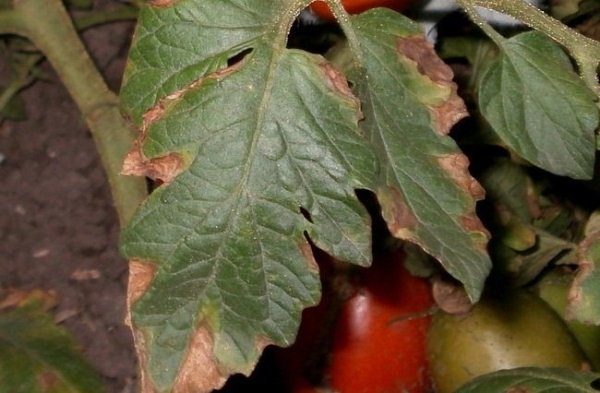  Trockene Flecken von Tomaten (Macrosporioz)