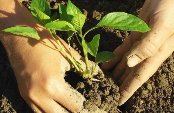  Les semis Claudio sont plantés sur des plates-bandes ou dans des serres en mai, lorsqu'il n'y a pas de risque de gel.