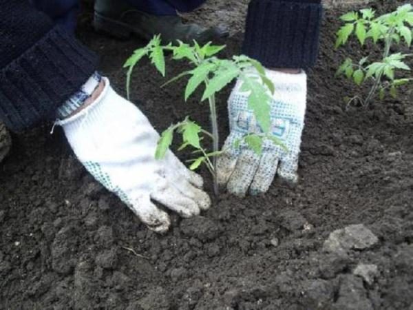  La tomate Andromeda est plantée en pleine terre en mai