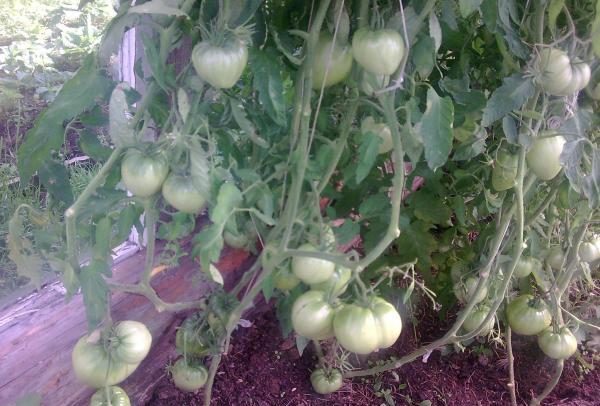  Von einem Busch können Sie durchschnittlich 6 kg Budenovka-Tomaten sammeln