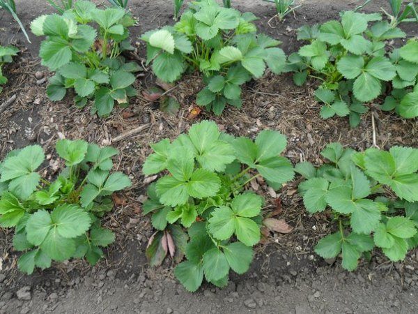  Strauch, der Erdbeeren pflanzt