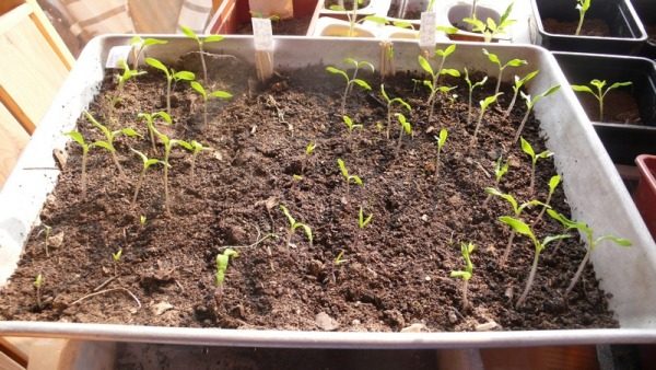  Tomate schießt rosa Honig