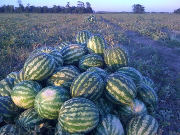  Geernteter Wassermelonenhersteller