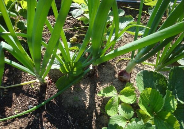  Yalta-Zwiebeln im Garten